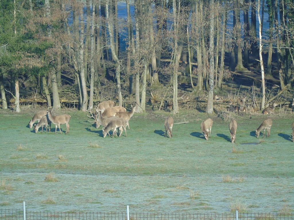 Gite Des Biches Birkenwald Экстерьер фото